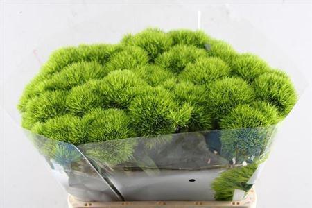 Dianthus barbatus Kiwi Mellow Cool