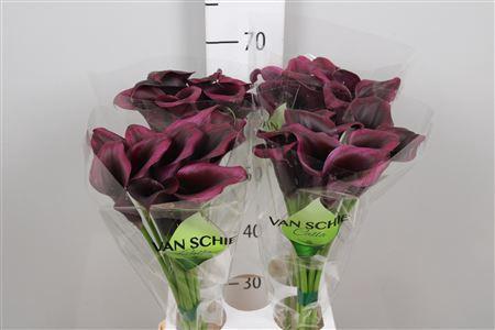 Zantedeschia 'Odessa'