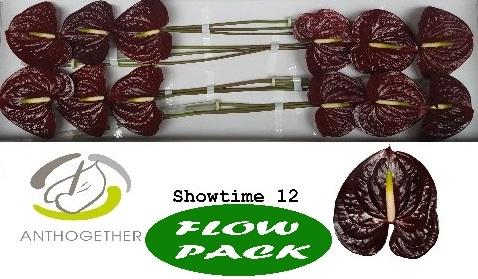 Anthurium (Andreanum Grp) Showtime
