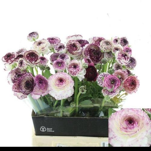 Ranunculus asiaticus 'Andrea Cappuccino'