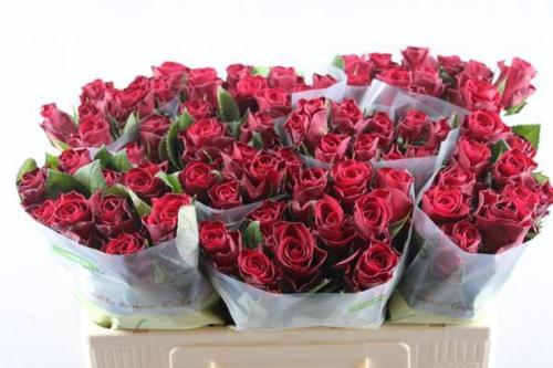 Rosa grootbloemig Red Tacazzi+