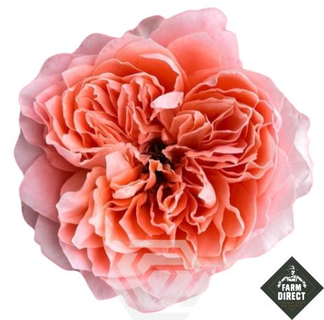 Rosa grootbloemig overig