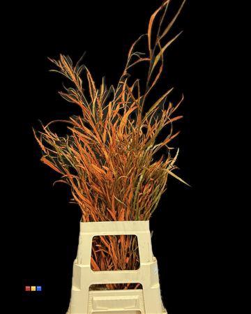 Decoratiegroen kleurbehandeld per bos H%