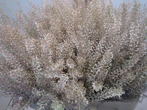 Lepidium kleurbehandeld H%