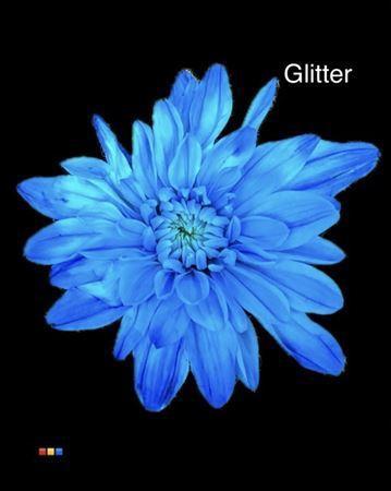 Chrysanthemum Indicum Grp tros kas kleurbehandeld H%