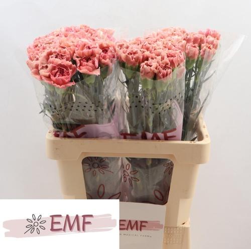 Dianthus srtandaard Lady Dayana