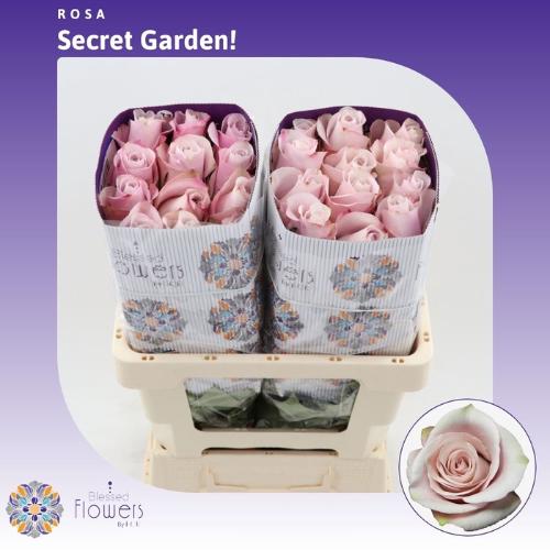 Rosa grootbloemig Secret Garden!