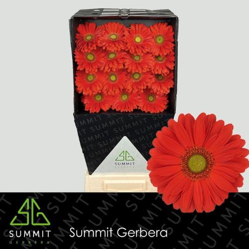 Gerbera grootbloemig 'Tangerine'