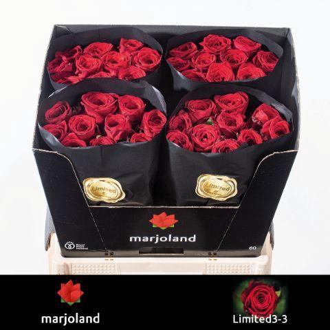 Rosa grootbloemig Red Naomi!