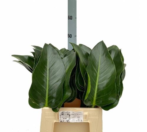 Philodendron 'Green Beauty'