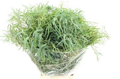 Eucalyptus per bos nicholii