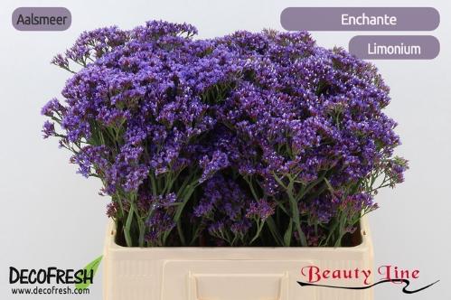 Limonium perezii Enchante