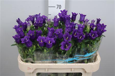 Campanula medium 'Champion Blue'