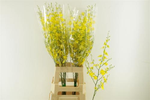 Orchidee