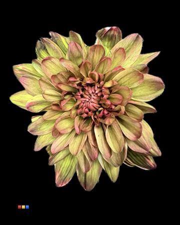 Chrysanthemum Indicum Grp tros kas kleurbehandeld H%