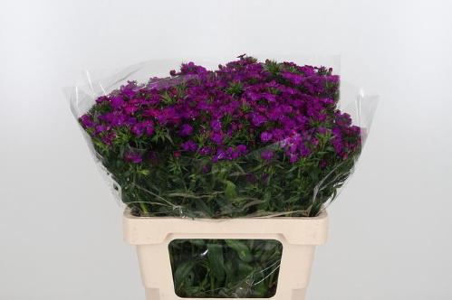 Dianthus barbatus 'Amazon Neon Purple'