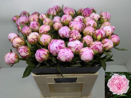 Paeonia Lactiflora Grp 'Sarah Bernhardt'