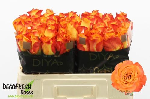 Rosa grootbloemig Diya's Fire