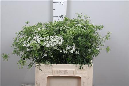 Ammi majus 'Graceland'