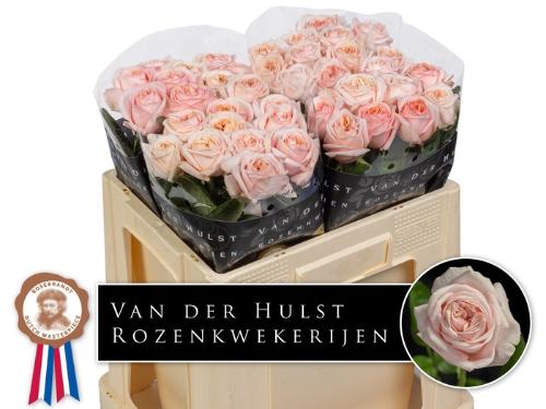 Rosa grootbloemig Très Jolie