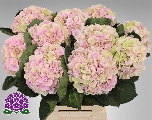 Hydrangea macrophylla My Beautiful Matcha (classic)
