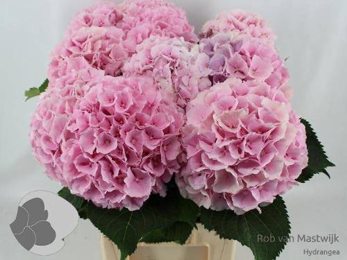 Hydrangea macrophylla 'Verena'