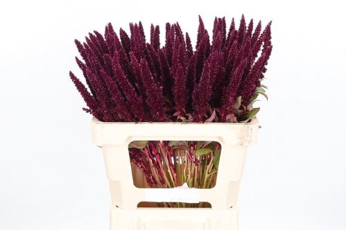Amaranthus hypochondriacus 'Pygmy Torch'