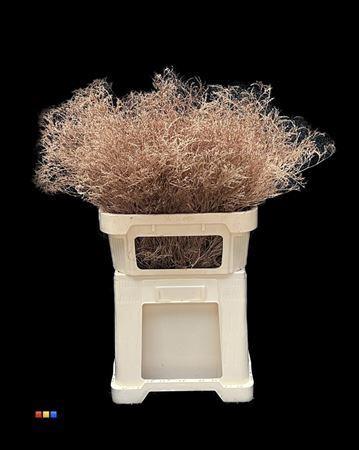 Limonium overig kleurbehandeld H%