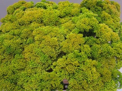 Sedum spectabile kleurbehandeld H%