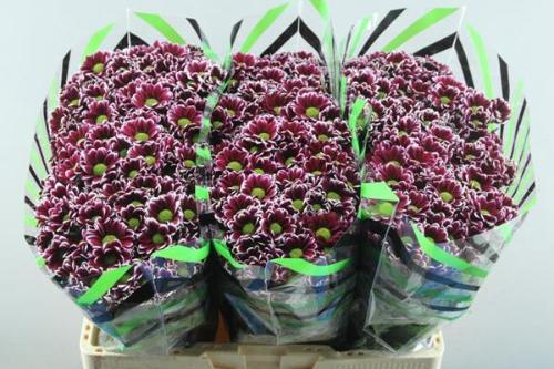 Chrysanthemum (Indicum Grp) tros santini Aaa Doppia