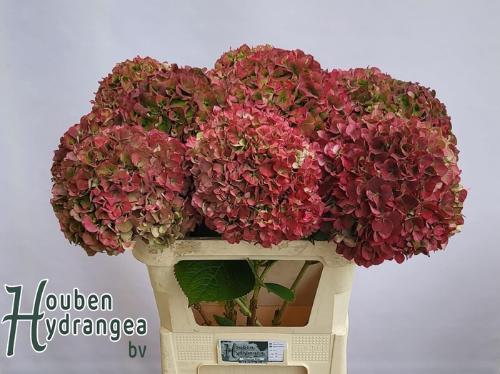 Hydrangea macrophylla Glowing Alps (classic)