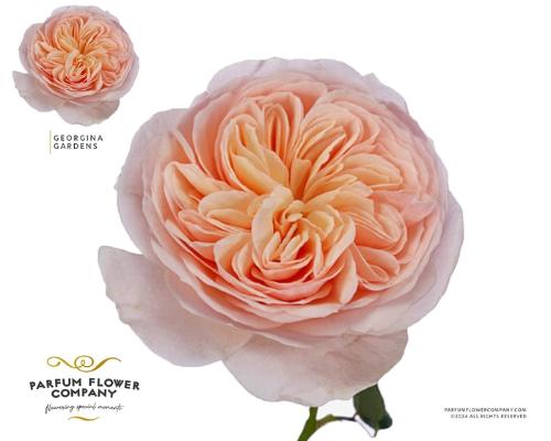 Rosa grootbloemig Georgina Gardens!