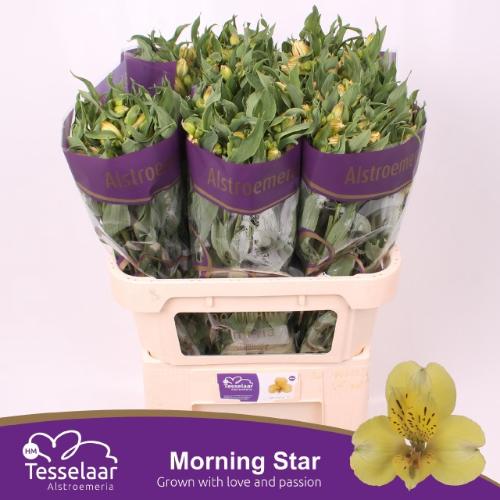 Alstroemeria Morning Star