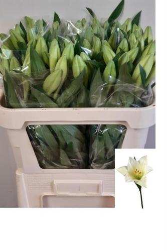 Lilium longiflorum 'Watch Up'