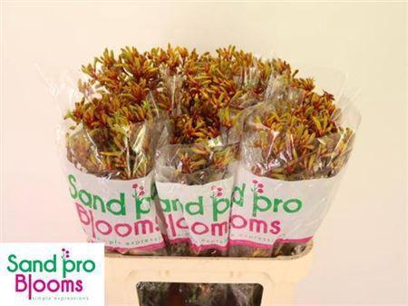 Anigozanthos 'Gold Fever'