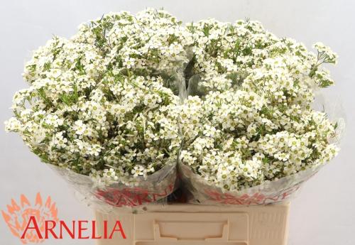 Chamelaucium uncinatum 'Ofir'