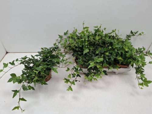Hedera helix 'Shamrock'