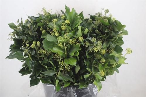 Hedera overig met bes
