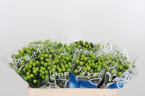 Hypericum Coco Bamboo