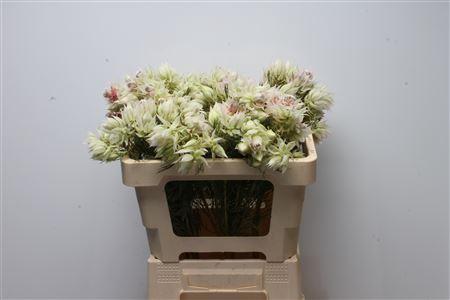 Serruria florida Pretty N White
