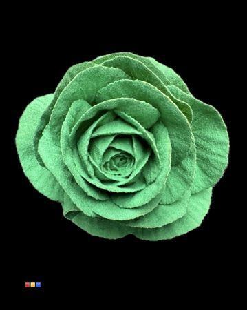 Brassica oleracea kleurbehandeld H%