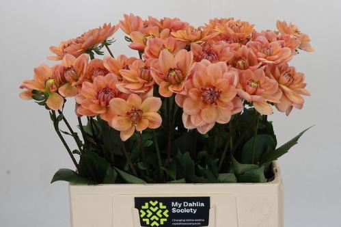 Dahlia 'Yvonne Geerlings'