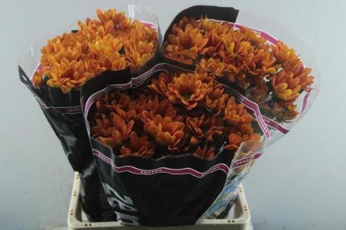 Chrysanthemum (Indicum Grp) tros Kaya+
