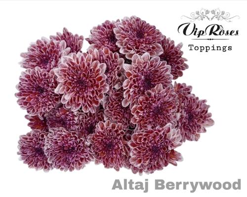 Chrysanthemum Indicum Grp tros kas kleurbehandeld H%