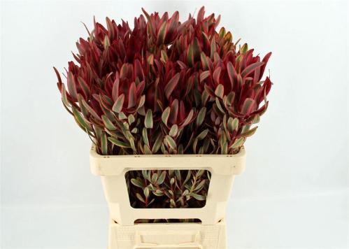 Leucadendron 'Safari Sunset'