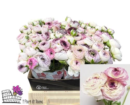 Ranunculus asiaticus 'Elegance White Stripes'