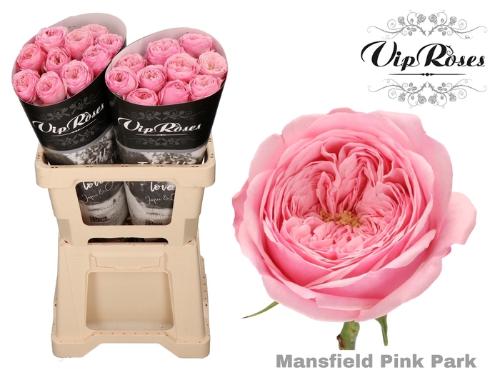 Rosa kleinbloemig Mansfield Pink Park
