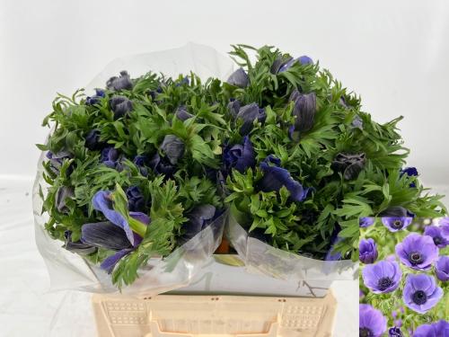 Anemone coronaria 'Marianne Blue'