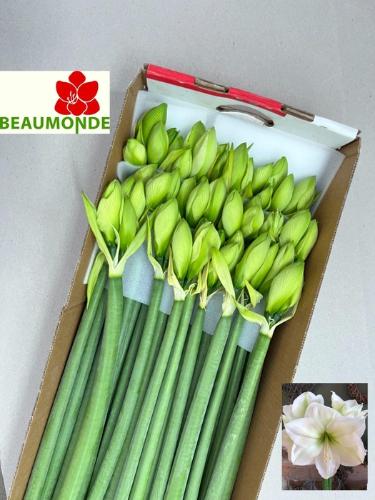 Hippeastrum Galaxy Grp 'Himalaya'