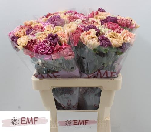 Dianthus standaard gemengd in bos